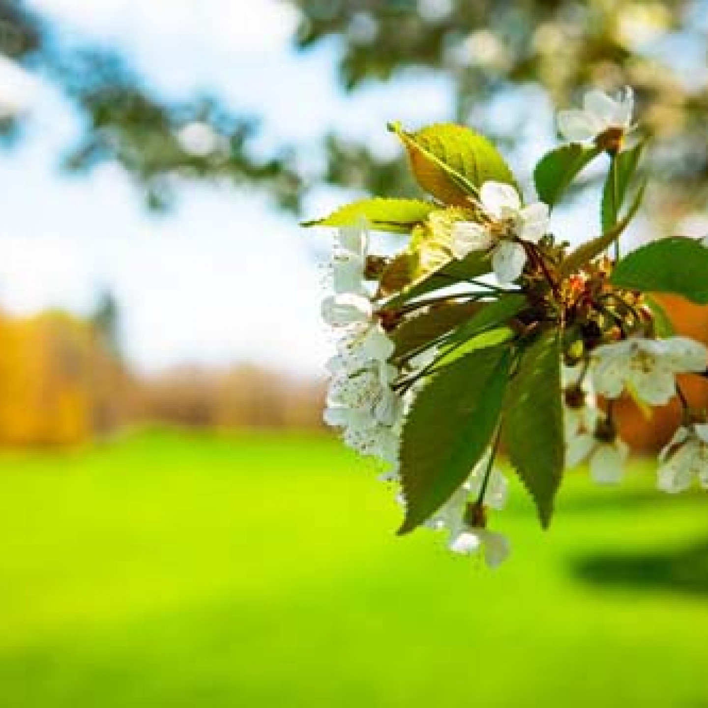 Contact A Local Country Club In Albion, MI Duck Lake Country Club